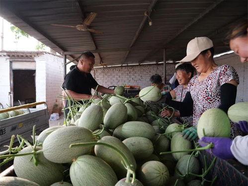 走去茶园吃瓜去,品味瓜香四溢的悠闲时光