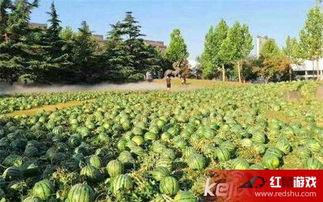 吃瓜美术馆,一场视觉与味觉的奇妙之旅