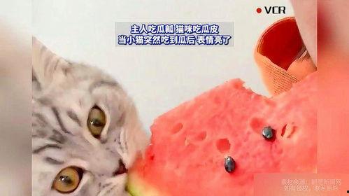 猫咪吃瓜主人,揭秘宠物界的趣味瞬间