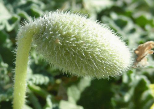 吃喷瓜的籽,探索其营养与食用奥秘