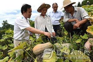 项城吃瓜事件进展