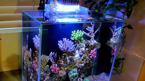 鱼缸吃瓜视频,揭秘水下生物的趣味瞬间