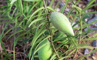 瓢子瓜怎么吃,解锁美味新体验