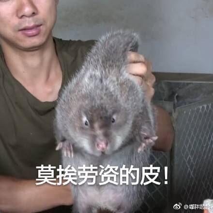 吃瓜的竹鼠,揭秘竹鼠的饮食习惯与趣味生活