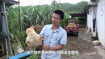吃瓜的竹鼠,揭秘竹鼠的饮食习惯与趣味生活