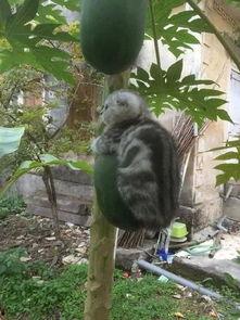 为了吃瓜爬到树上,一场别开生面的夏日奇遇