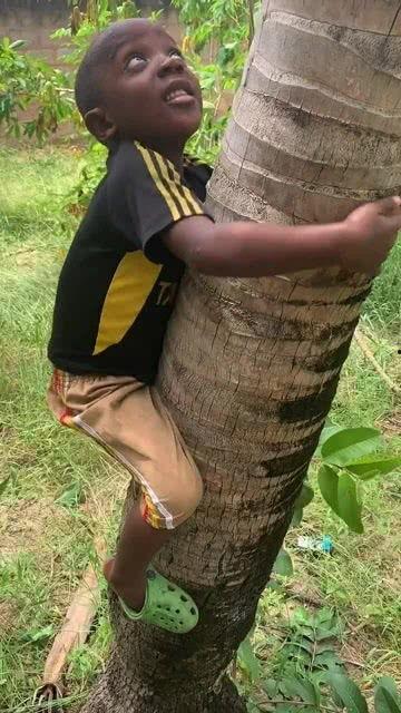 为了吃瓜爬到树上,一场别开生面的夏日奇遇