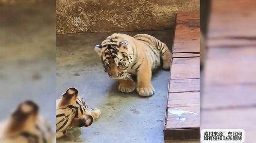 吃老虎的瓜,吃老虎的瓜背后的惊悚真相