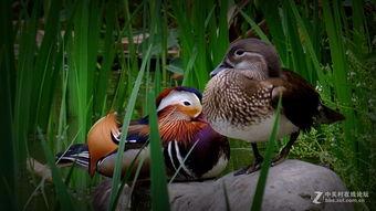 幸福鸟吃瓜事件,揭秘网络舆论背后的真相与反思