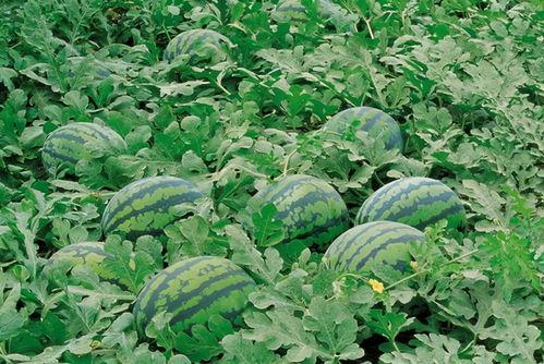 池州学院吃瓜,揭秘校园风云背后的真相